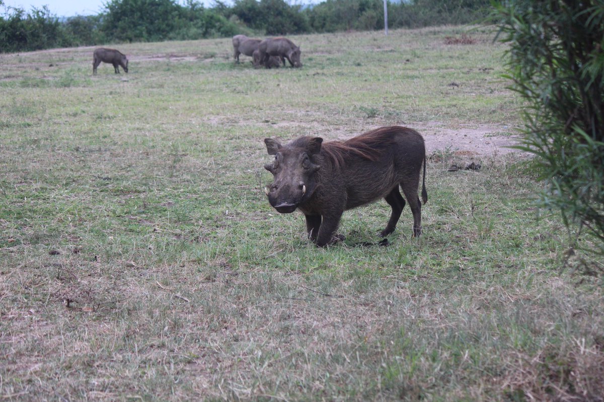 Warthogs travel in groups called sounders consisting of 1-2 sows and piglets yet the males usually move alone 
📸 @namulwana_hilda 
#wildlifephotography #wildlife #Travel #NatureBeauty #Uganda #VisitUganda #tourism #TourismDay22 #ExploreUganda #nature