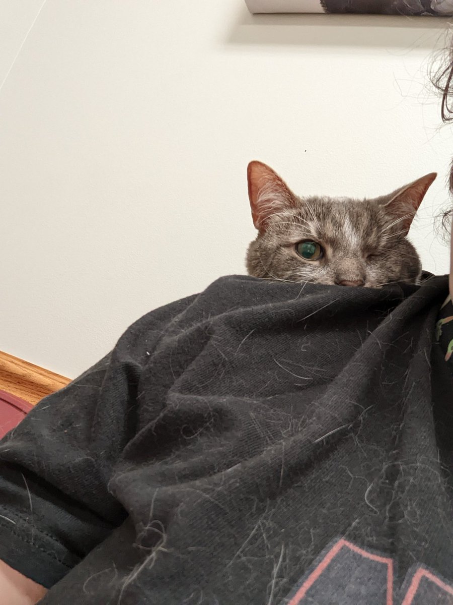 TheKatKashi's tweet photo. Current mood: preparing a stealth attack on (aka hiding from) the small dog I just heard bark in the other room. 
#CatsOfTwitter https://t.co/6m5XZb8nau