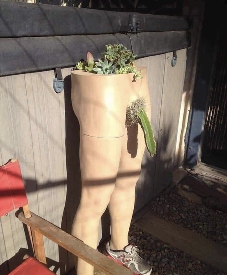 lightoflou's tweet photo. when she's alone, she goes home to a cactus https://t.co/9R8RGIXYXJ