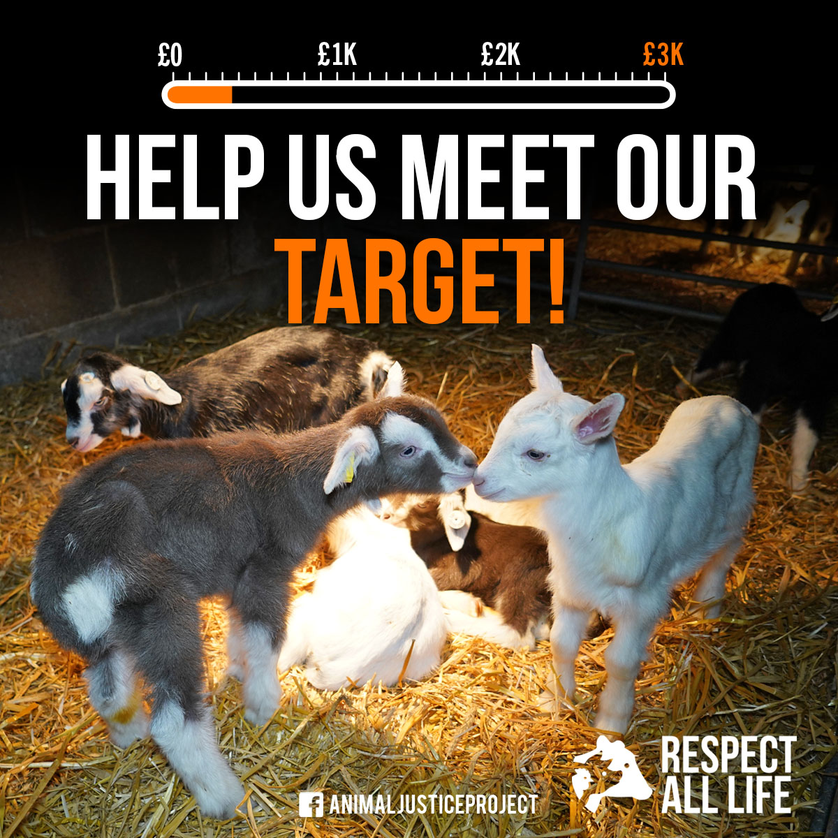 ajpReact's tweet photo. HELP US REACH OUR TARGET!
Earlier this week we launched our #RespectAllLife campaign & thanks to your generous support we have already raised ยฃ413!
Please donate whatever you can to fuel our work.
https://t.co/gqkwghve5Z
#RespectAllLife #GoatsToOats #DelamereDairy #DDAJP22 https://t.co/kn7iYGZQ0M