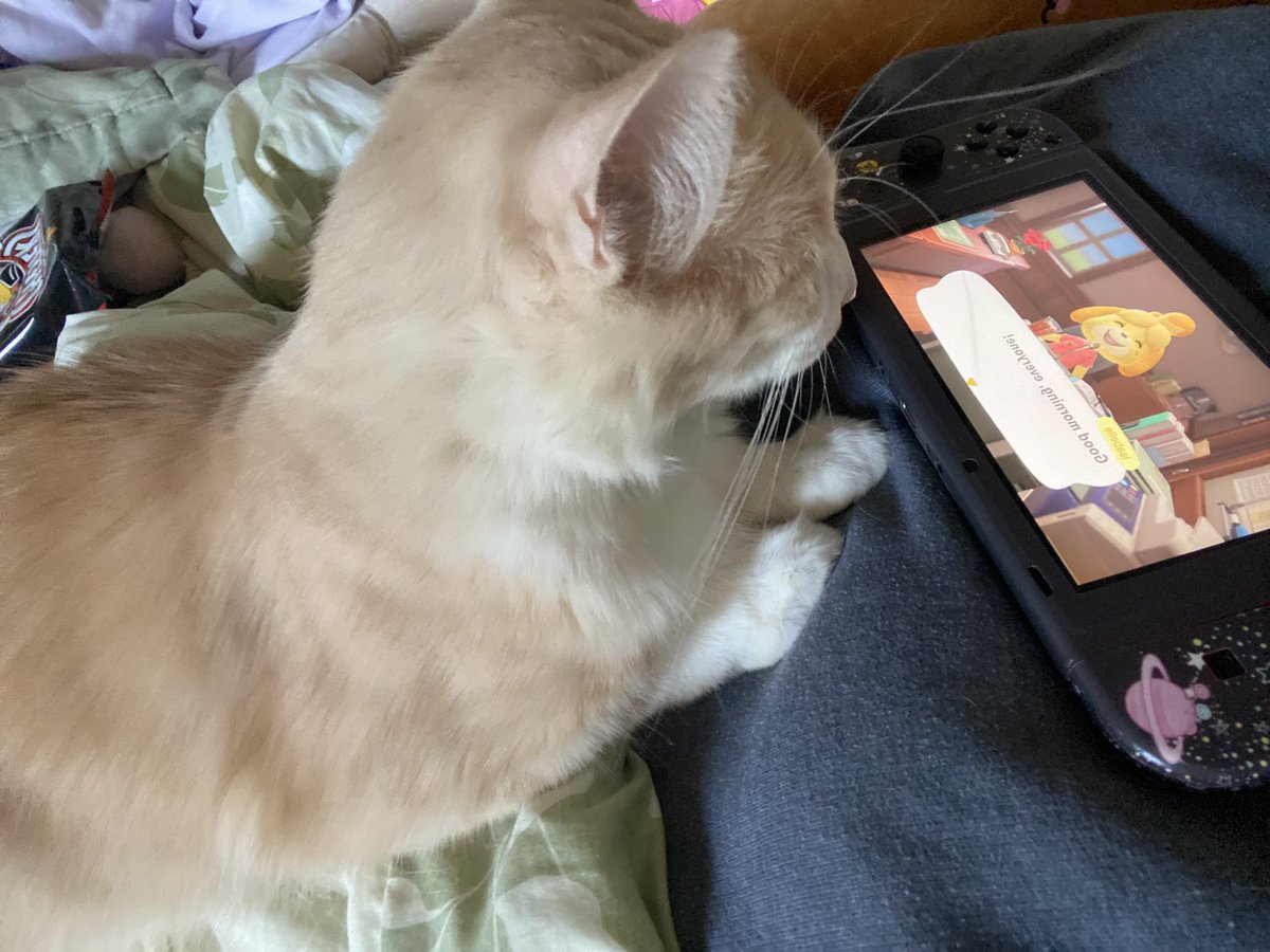 miso tweet media