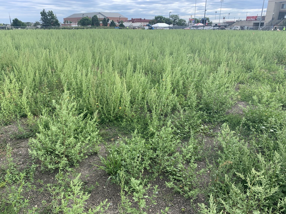 I needed to determine weed species infesting soils at the new NDSU track and field complex. 70% common lambsquarters, 20% redroot pigweed, 5% kochia, 5% other (no waterhemp or Palmer amaranth)