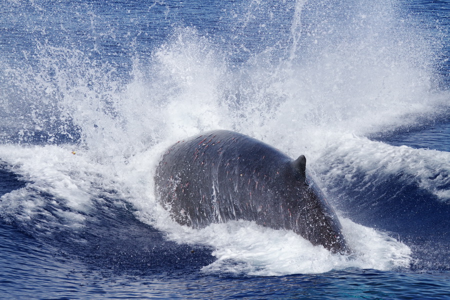 Just released! Report of the 2022 meeting of the IWC Scientific Committee. Read the latest research and recommendations from the world's leading #cetaceanscientists at archive.iwc.int/?r=19447