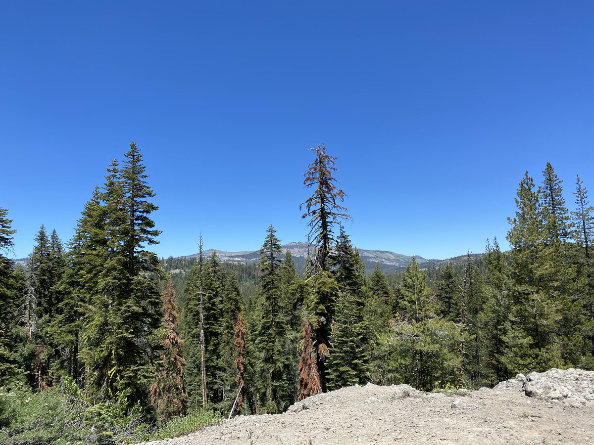 STrailrunner's tweet photo. If you’ve never ran in Tahoe I strongly suggest that you take a trip https://t.co/XQmVY33xR8