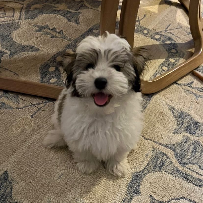 andysthere's tweet image. Yesterday was National All American Pet Photo Day! This is Beignet, and life would definitely be ruff without him!🐶🐾 Did you know State Farm offers Pet Insurance for your four-legged family members? Reach out to our office for more information, we'd love to help!☎️