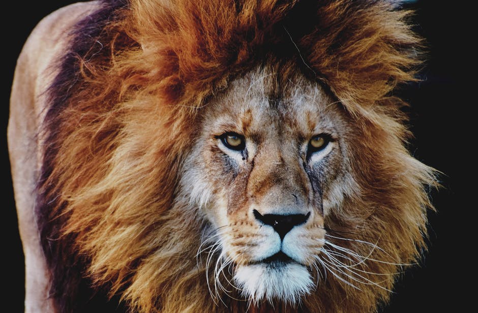 bmliving's tweet photo. Being a #CPA can be pretty cool. Check out how a zoo's CFO kept the business on solid financial footing during the pandemic. https://t.co/GerWibdcJz #CoolCPA #AccountantsRule @AICPA #TaxTwitter https://t.co/1FlvVmcseq
