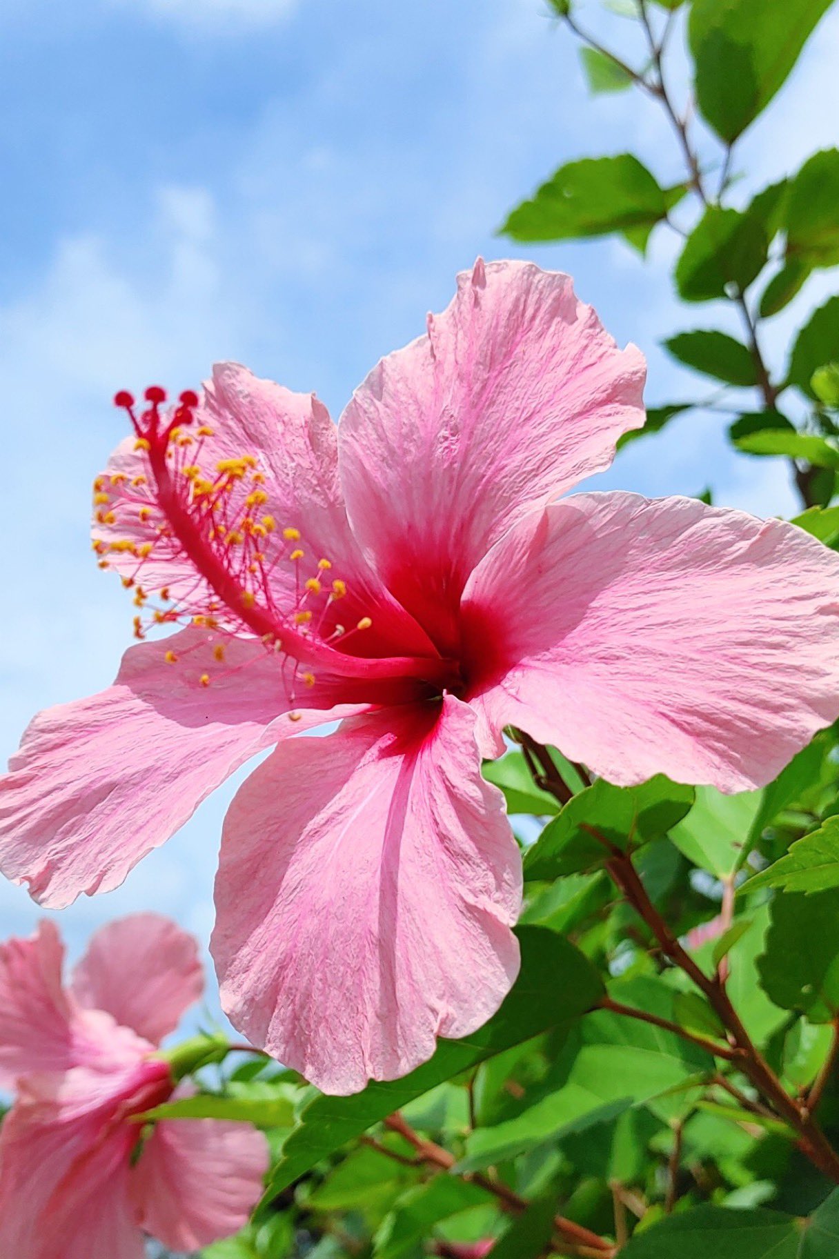 𝓜𝓲𝓡𝓾𝓡𝓮𝓘 可愛いハイビスカス 日本では沖縄の花で 一般では ハワイ 州の花であり ハワイ語では アロアロ と呼ばれている ハイビスカス の花言葉は 繊細な美 新しい恋 ハワイでは 告白によって ハイビスカス の花の色が