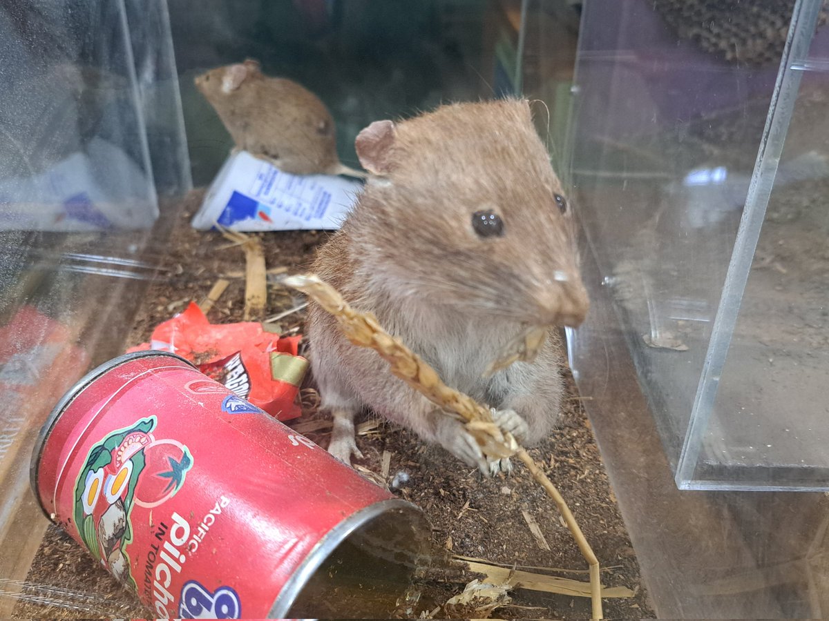 Sue_Mallender's tweet image. Really enjoyed exhibiting @NottmGirlsAcad @BigBangUKSTEM #bigbangatschool #NGAGirlsCan #NGACan @NCMGlearning @WollatonHall