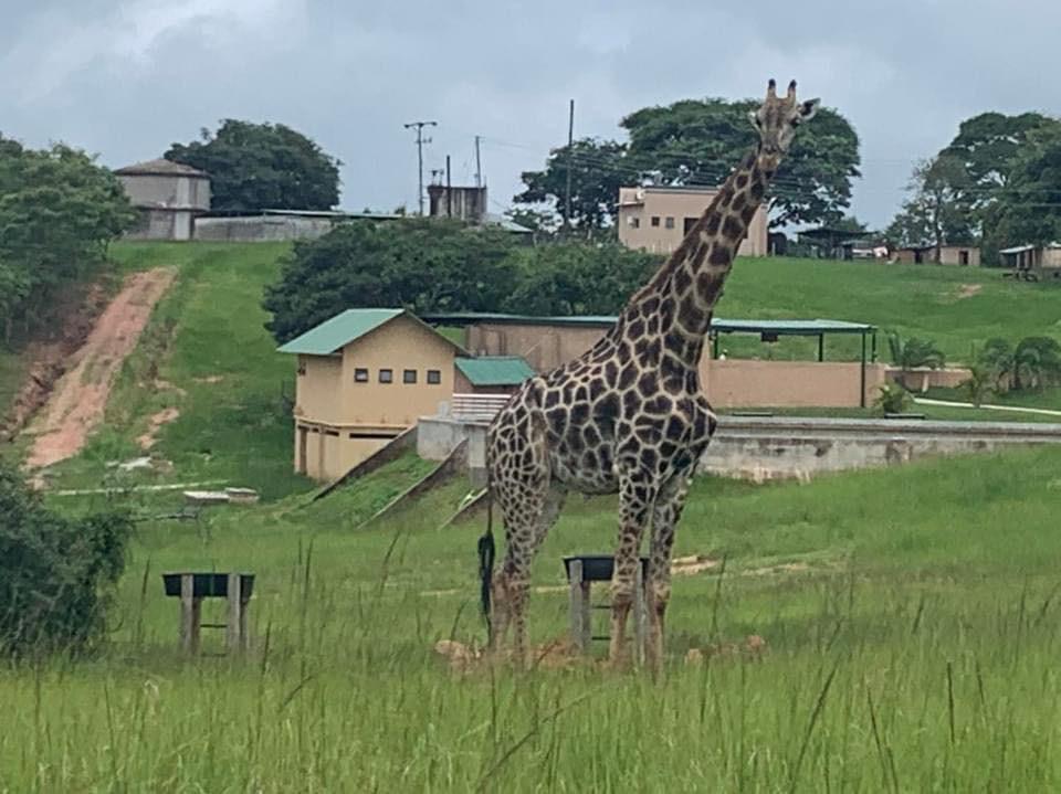 TourismZambia's tweet image. Kwisoko Game Ranch is situated on the outskirts of the eastern part of Lusaka City.

It’s a short 40 minute drive from Lusaka CBD and is connected by excellent tar roads. 

The game ranch has a variety of game animals that include - giraffe, buffalo, zebra, eland, sable, etc