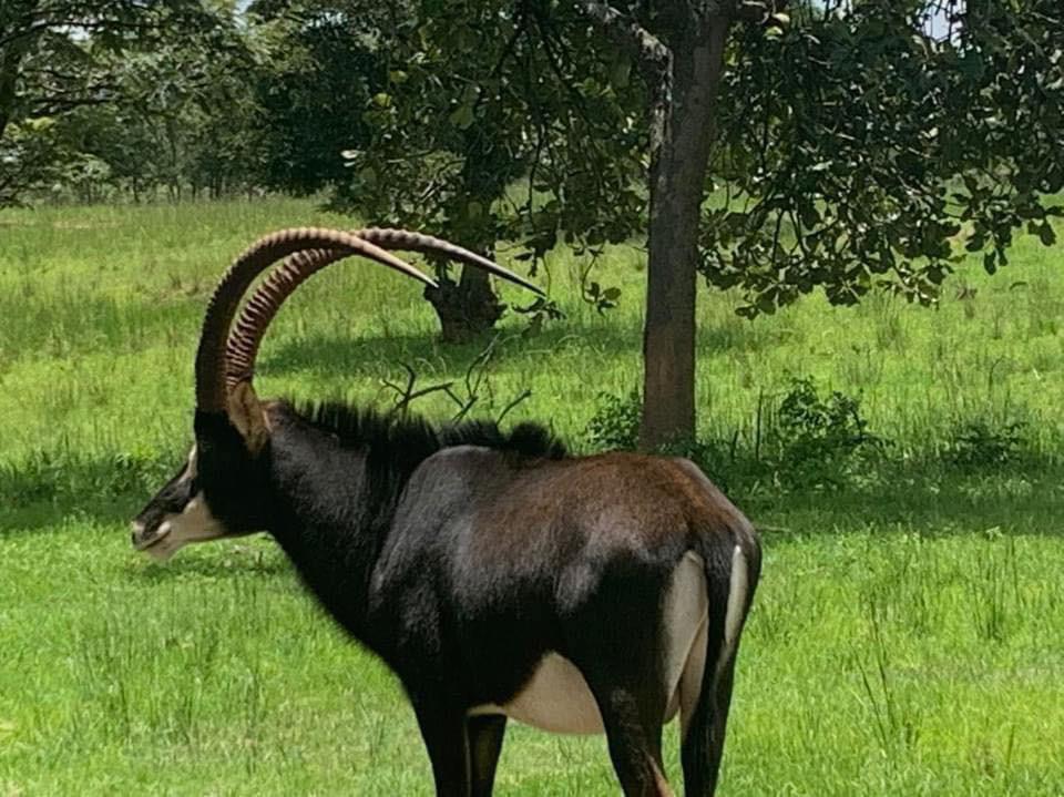 TourismZambia's tweet image. Kwisoko Game Ranch is situated on the outskirts of the eastern part of Lusaka City.

It’s a short 40 minute drive from Lusaka CBD and is connected by excellent tar roads. 

The game ranch has a variety of game animals that include - giraffe, buffalo, zebra, eland, sable, etc