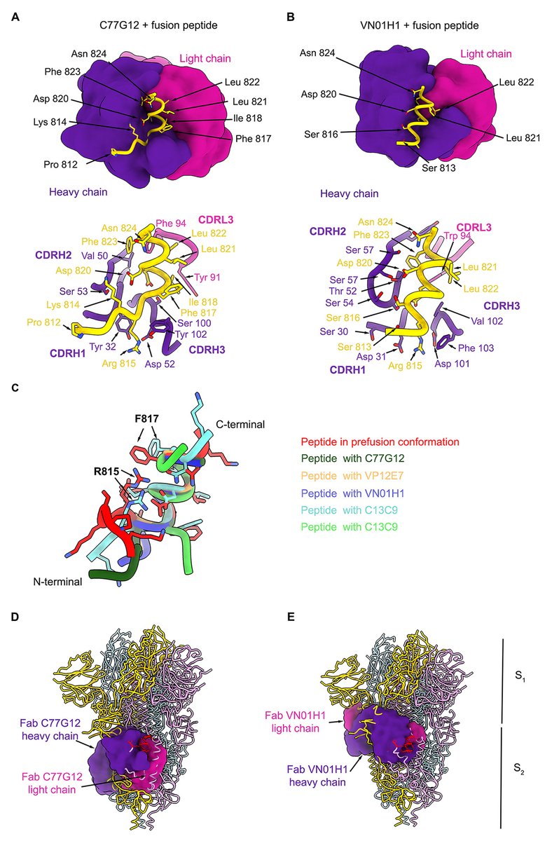 Searching for antibodies that neutralize both alpha- and betacoronaviruses, researchers isolated such broadly reactive antibodies that target a cryptic viral epitope that becomes exposed upon binding to ACE2. fcld.ly/mq3lgfl