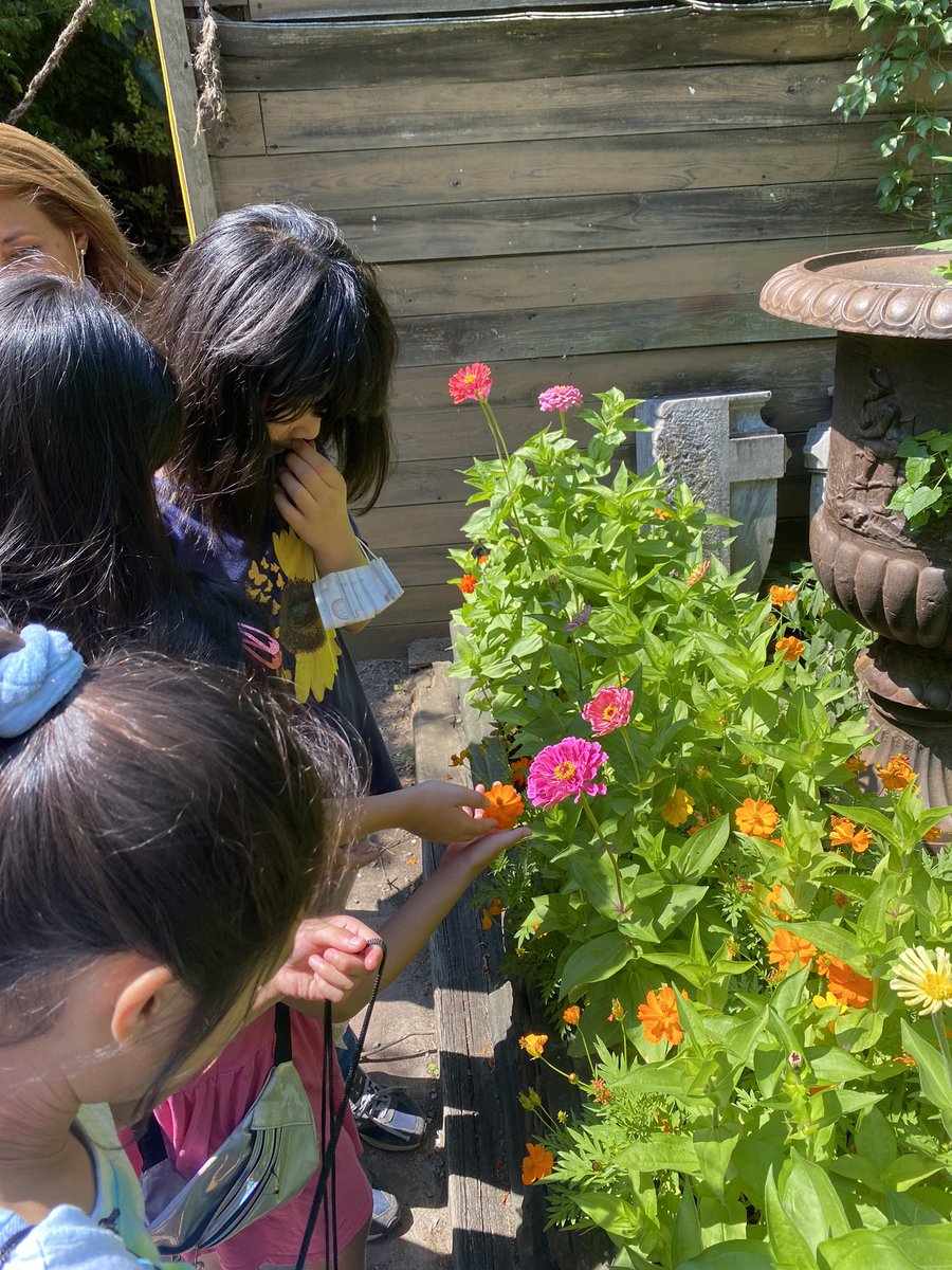 ESGEDNYC's tweet photo. PS 130 is back at Elizabeth Street Garden for summer visits.

Today we learned about the native bees and picked some blueberries for the class.  @ps130m @ElizabethStGrdn 

#ElizabethStreetGarden #SaveESG #CommunityGarden #Bees https://t.co/6Pr9wrYJXZ