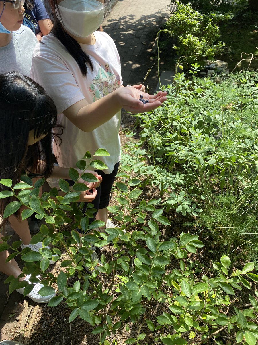 ESGEDNYC's tweet photo. PS 130 is back at Elizabeth Street Garden for summer visits.

Today we learned about the native bees and picked some blueberries for the class.  @ps130m @ElizabethStGrdn 

#ElizabethStreetGarden #SaveESG #CommunityGarden #Bees https://t.co/6Pr9wrYJXZ