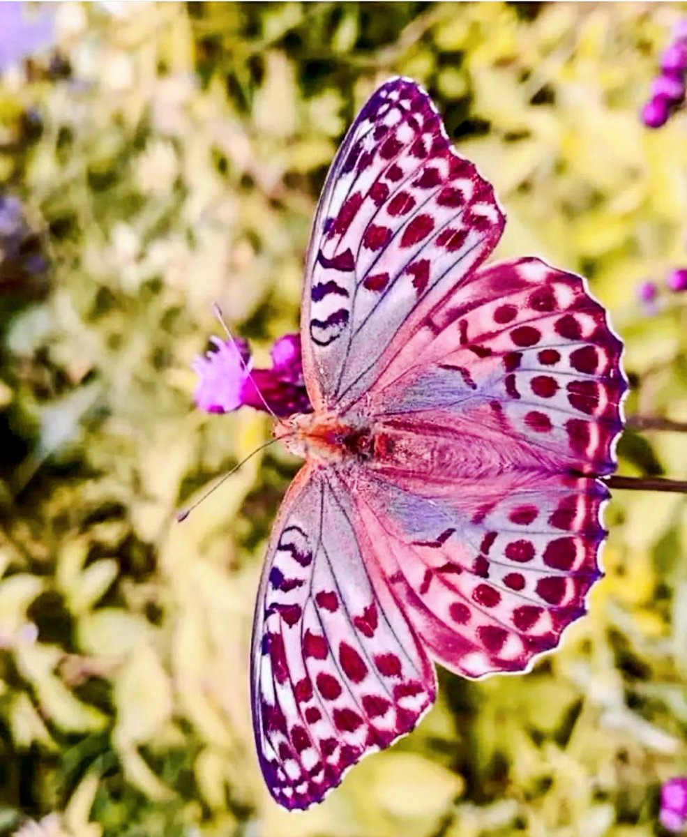 krishnaveechika's tweet photo. Beautiful butterflies photography #butterfly #beautiful #garden #flowers #fly #japan #nature #naturelovers #naturephotography #photographer #love #motherearth #colorblast #colorful #stressrelief #amazing https://t.co/q5r9AQH1RM