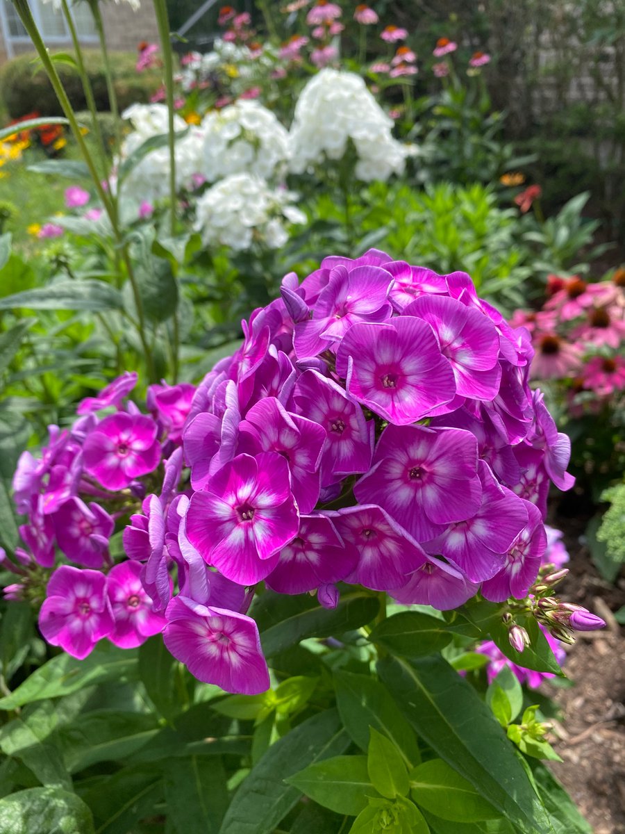 Another gift from my garden….. for you