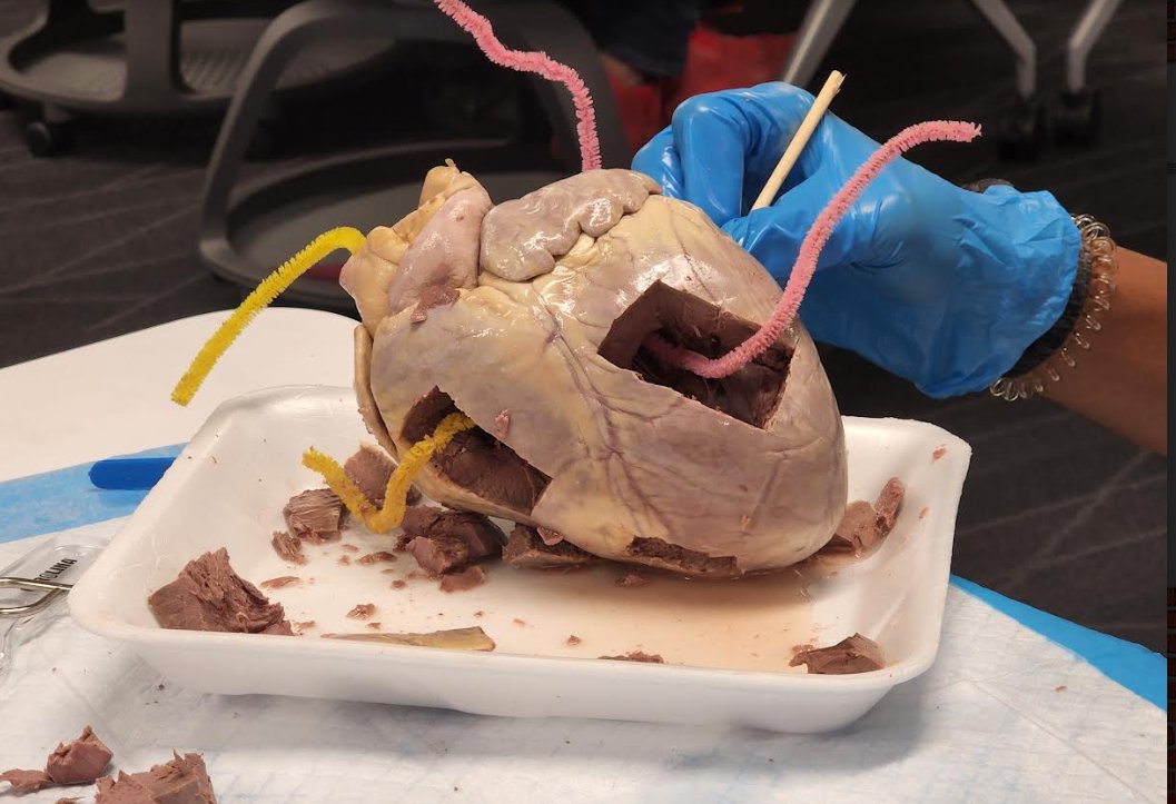 Excited to be hosting Start Early in Medicine middle and high school students this week here in the School of Health Sciences! Students are learning all about the cardiovascular system, including the dissection of sheep and pig hearts! Excellent work! More to come! @alexismoore