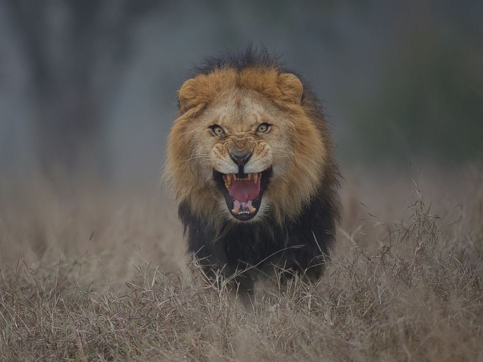 anandji72's tweet photo. #AmarnathKaSach
#bumrah
#INDvsENG
#Lion
#Lionesses
#Parliament
#Parliamentbuilding
#Parliamenthouse

They Want                 We Want https://t.co/1UUdbKHTYx