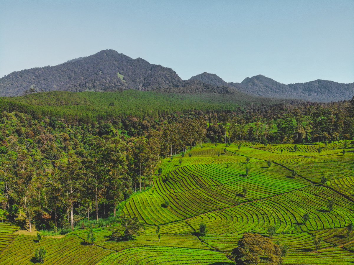 🚨 Calling all ETP members! 🚨

Join an exclusive #webinar for our members tomorrow, Wed 13 July at 10am BST to get the latest about the #Indonesian tea sector. 

Don't miss you chance to hear from key stakeholders, including government. 

Message us for more details.