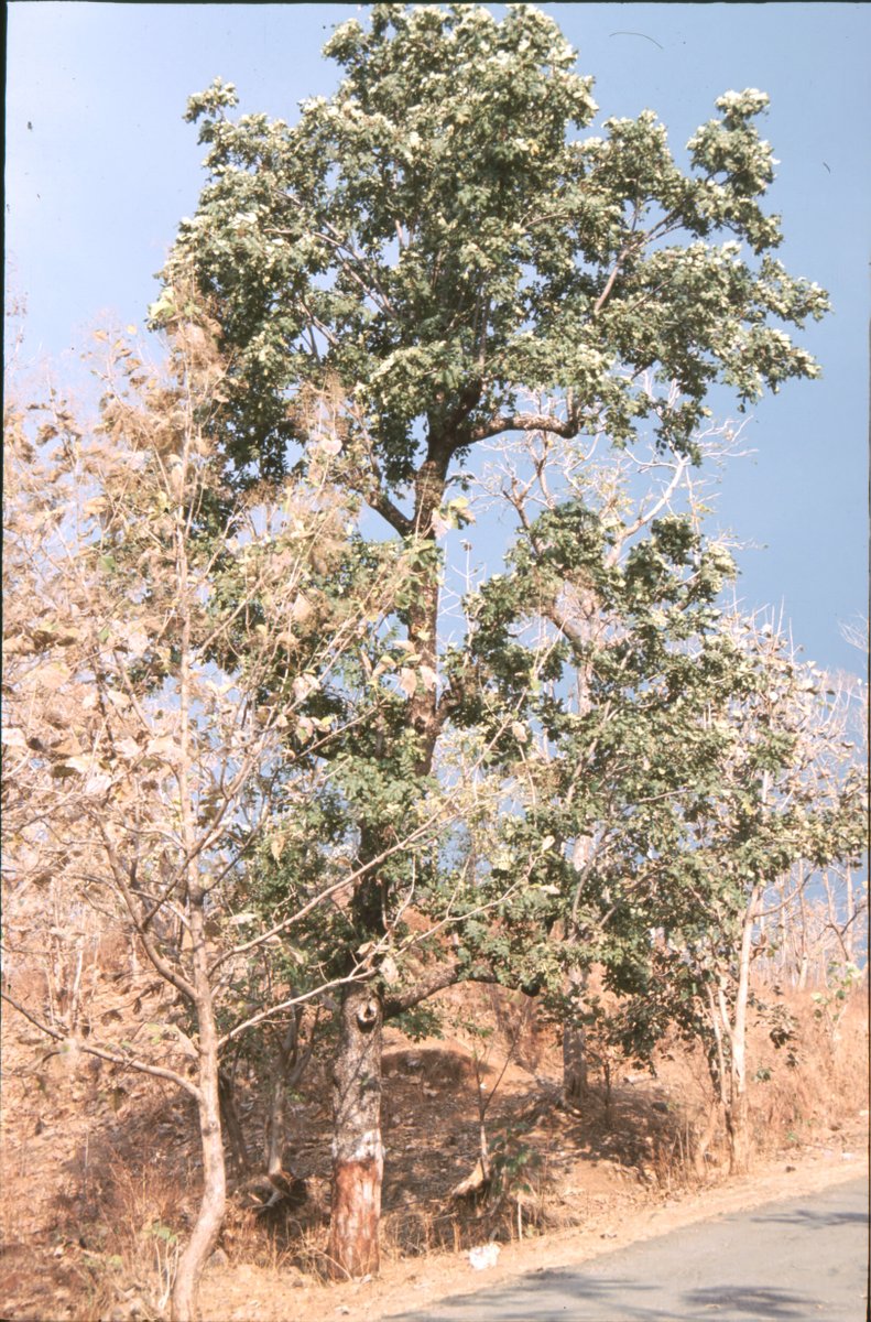 This was the first #ForestOwlet nest I found on a roadside tree  #Shahada  #Toranmal in 1998--site where it was rediscovered after 113 long yrs in 1997 by Pam Rasmussen. Very exposed but no one the village knew. I wrote about it here onlinelibrary.wiley.com/doi/full/10.11… #Ornithology