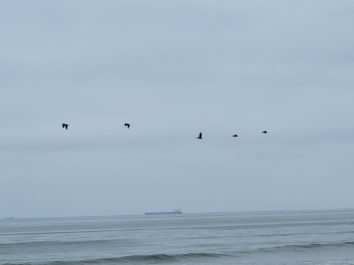 JudiMantere's tweet photo. Good morning @runningpunks! 5K for me this morning. @peter_potters the pelicans are back!!  I also saw a small pod of dolphins 🐬 which is always nice. #runningpunks #HuntingtonBeach #run #surfcity #USRunningPunks https://t.co/xzy2mw53uB