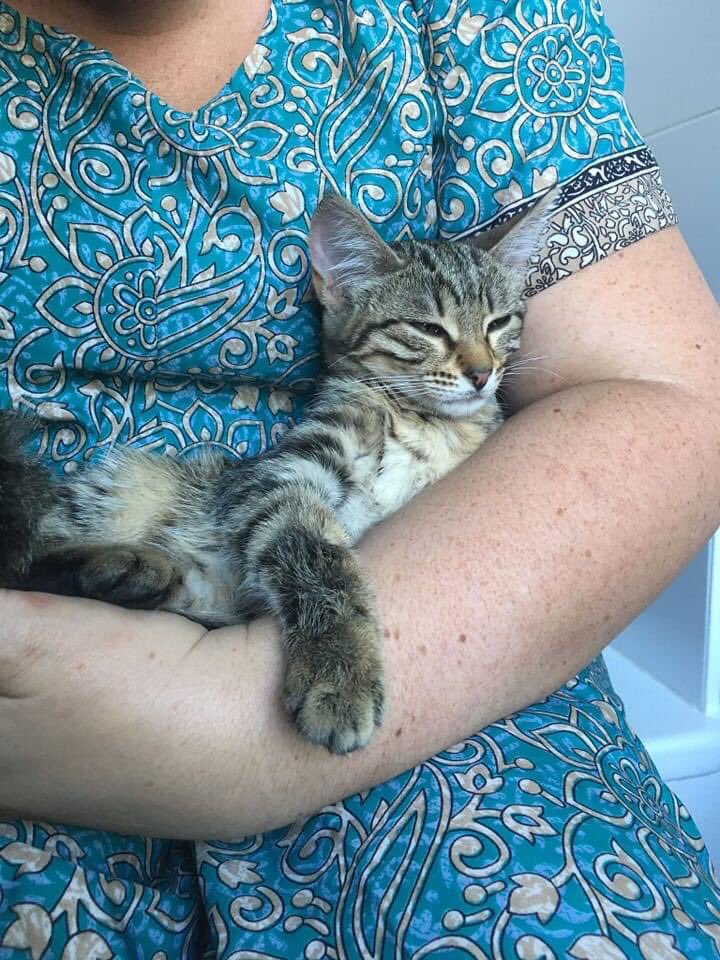 Besoin d’aide pour trouver une famille d’adoption à ce petit bébé d’amour Tiya 🥺

Elle a été trouvée par une amie dans un capot de voiture sur Lyon il y a un mois et est adoptable via une association donc frais de véto réduits (MP moi pour plus d’infos)

RT s’il vous plaît