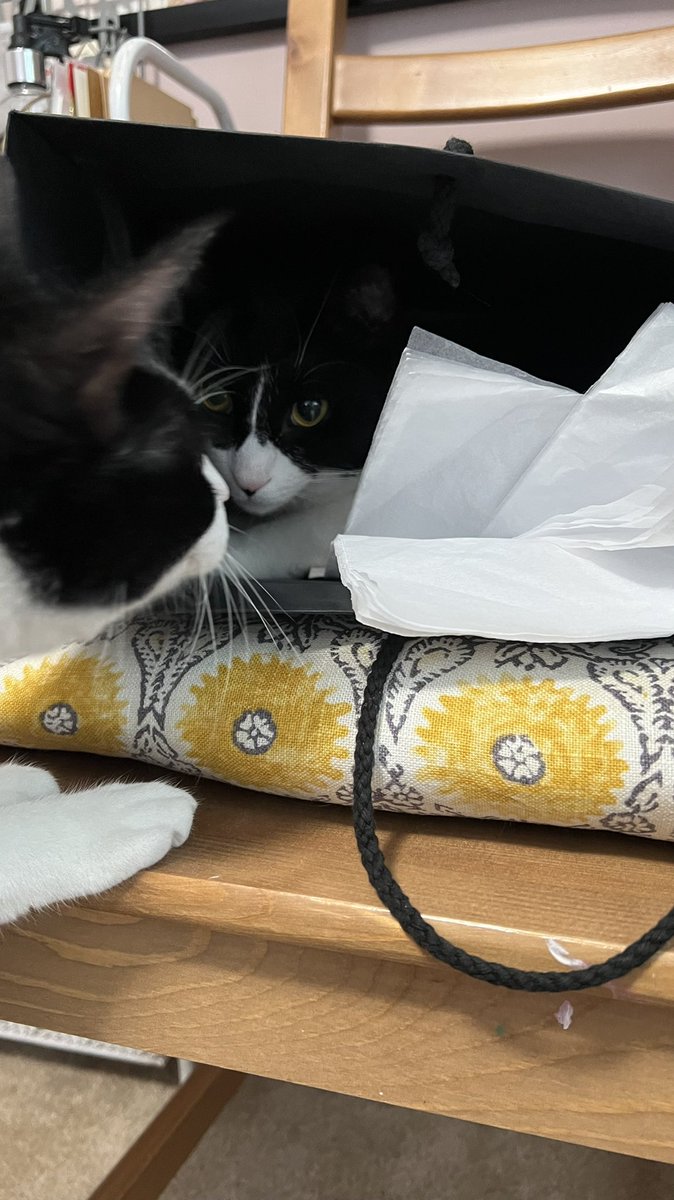 InsomniaAnnie's tweet photo. #brothercats #CatsOfTwitter #funwithcats https://t.co/ZutO6tpEpB