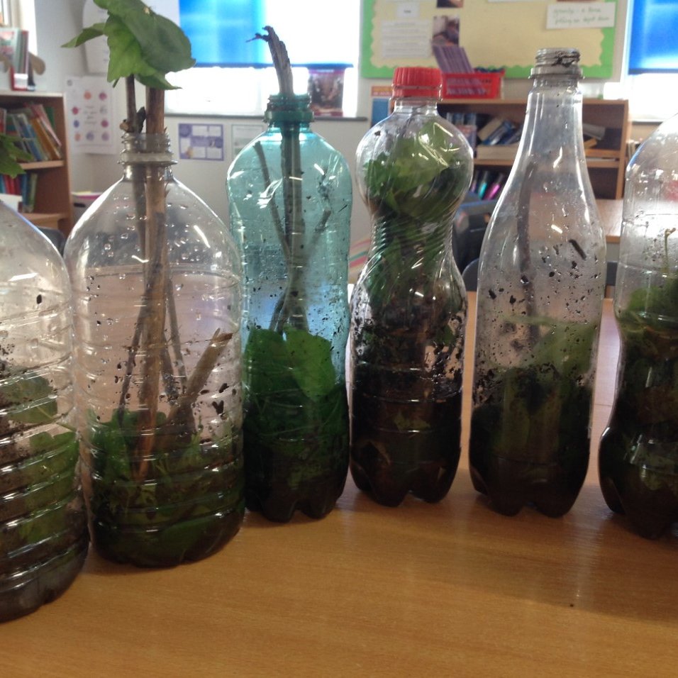 BrentPrimary's tweet photo. This week, as well as a fantastic trip to the zoo, Year 2 have been learning outside, telling the time using chalk and sticks, making beautiful leaf stacks and learning about the 4 layers of the rainforest, making their own rainforest to cement their new knowledge. https://t.co/ZrwzK3CCir