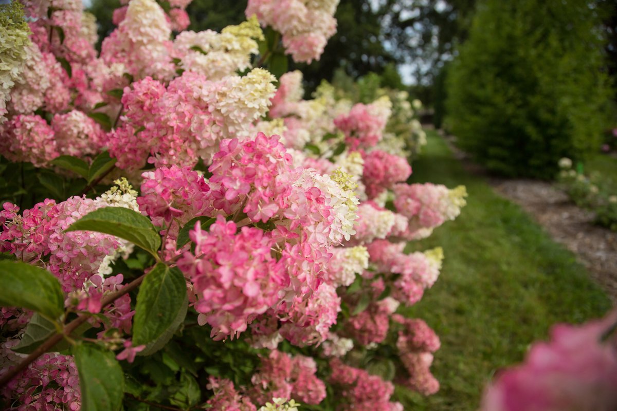 collzac's tweet photo. Planting hedges and hedgerows makes sense: Beauty, functionality, wildlife, ecosystems, AND practicality (cheaper than building a fence). Winnipeg Free Press Homes https://t.co/MDr9tbGLmX
#flowers #privacy #costsless #ecosystems #shrubs #hedges #Garden #ediblefruitandnuts https://t.co/7kx7UDSB6Q