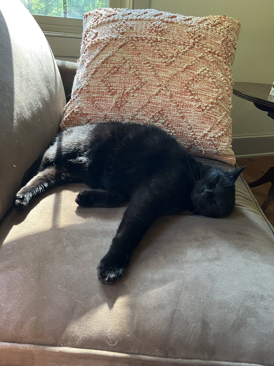 MarcoTheCat16's tweet photo. I sleep. #CatsOfTwitter #cute #voidcat https://t.co/hEE0IEimWC