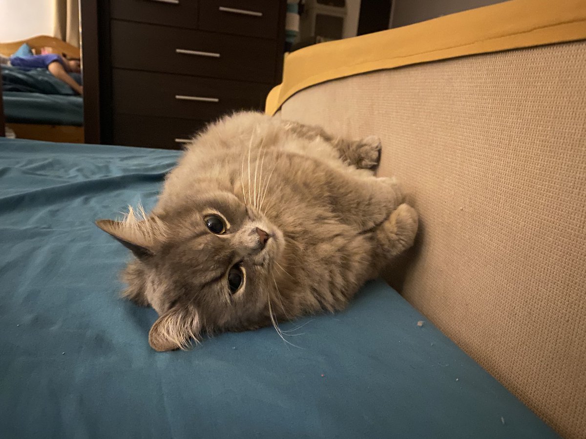 prettybboycat's tweet photo. https://t.co/t2D8it8K9u