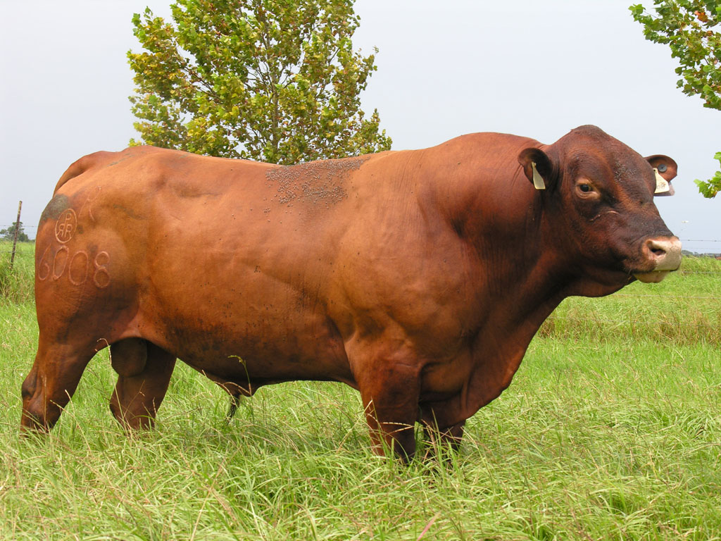 GanaderiayAgro's tweet photo. Ganado Senepol
1 de 3
#Beefmaster #Charolais #Simmental #Angus #Brangus #BrangusRojo #SantaGertrudis #Hereford #Limousin #Cebu #Brahman #Senepol #Braford #Charbray #SuizoEuropeo #Simbrah #Bovinos #Genetica #Semen #Embriones #Sementales #Vientres #Ganaderia #Ganaderos #Cattle https://t.co/aV66GpveDD