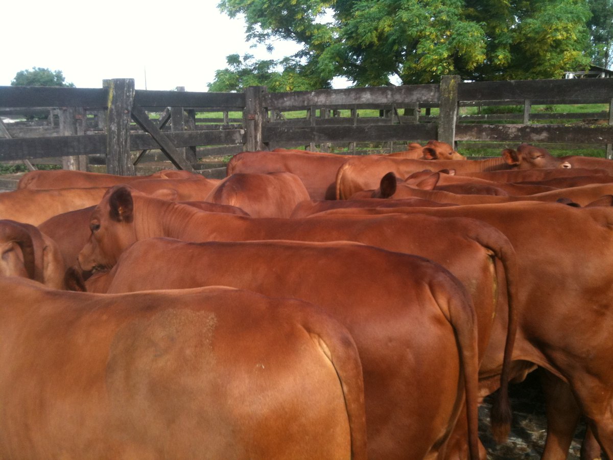 GanaderiayAgro's tweet photo. Ganado Senepol
2 de 3
#Beefmaster #Charolais #Simmental #Angus #Brangus #BrangusRojo #SantaGertrudis #Hereford #Limousin #Cebu #Brahman #Senepol #Braford #Charbray #SuizoEuropeo #Simbrah #Bovinos #Genetica #Semen #Embriones #Sementales #Vientres #Ganaderia #Ganaderos #Cattle https://t.co/YKTLPcp4Aa