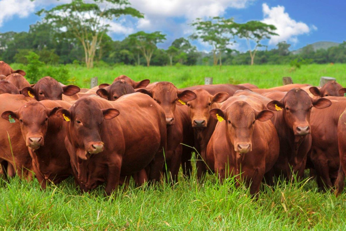 GanaderiayAgro's tweet photo. Ganado Senepol
3 de 3
#Beefmaster #Charolais #Simmental #Angus #Brangus #BrangusRojo #SantaGertrudis #Hereford #Limousin #Cebu #Brahman #Senepol #Braford #Charbray #SuizoEuropeo #Simbrah #Bovinos #Genetica #Semen #Embriones #Sementales #Vientres #Ganaderia #Ganaderos #Cattle https://t.co/GvTsfWwdaz