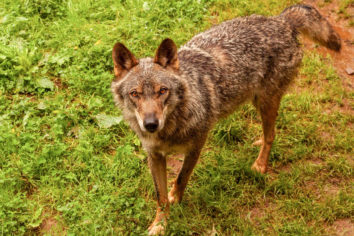 MariiaDieguez's tweet photo. 🗣 El lobo en España: una crónica de muerte revela que el problema tiene grandes tintes políticos
👉🏼Andalucía estuvo a un solo voto de expulsar al carnívoro de la LESRPE
💻 Toda la información en: https://t.co/Yx1q0k5X7i
📷 @KikoFerPhoto https://t.co/xKlwS4Oj7Q