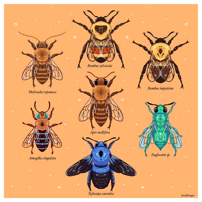 Heyyy #PortfolioDay, I'm an illustrator &amp; designer who illustrates animals &amp; loves natural history! I would love to work on science comm &amp; natural history projects in the upcoming months!! 🪲💖 