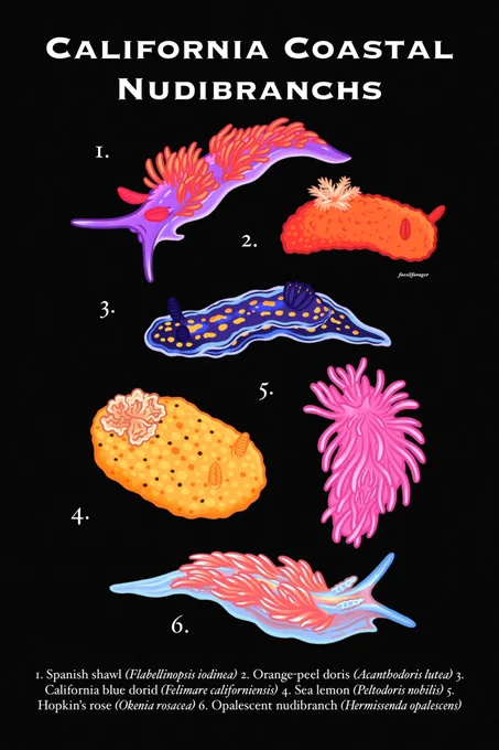Heyyy #PortfolioDay, I'm an illustrator &amp; designer who illustrates animals &amp; loves natural history! I would love to work on science comm &amp; natural history projects in the upcoming months!! 🪲💖 