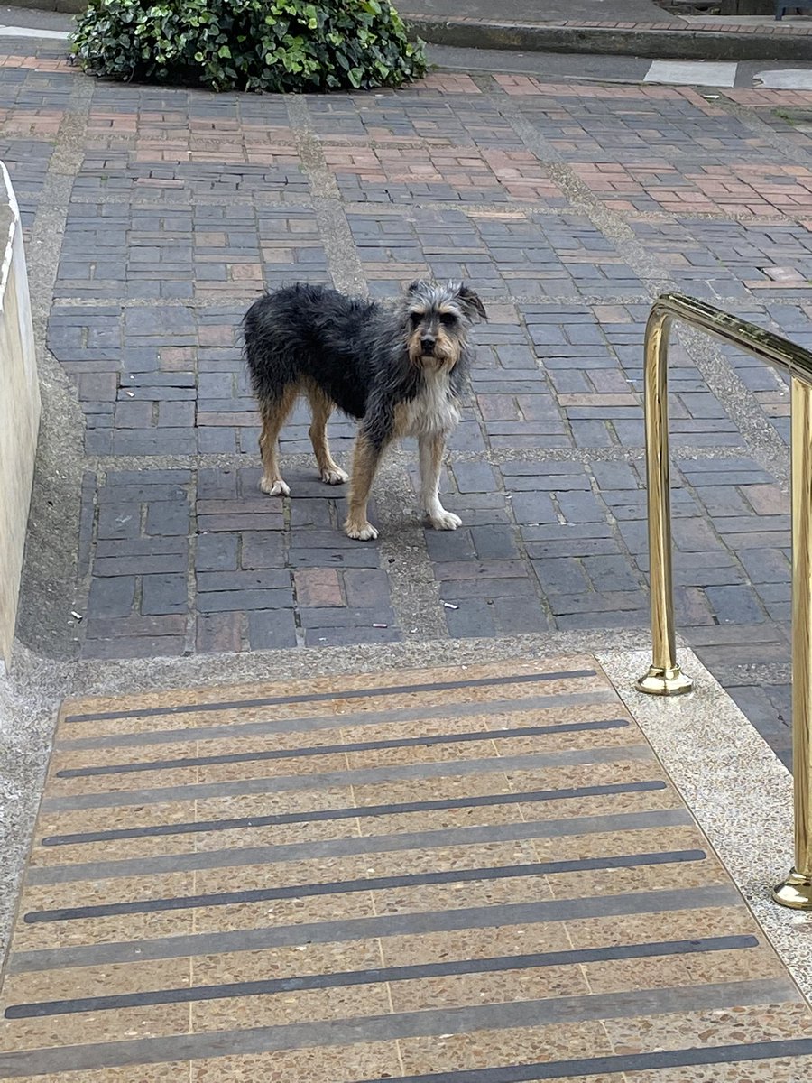 arqui_bena's tweet photo. @AnimalesBOG ayuda perrito perdido en sector centro internacional - parque de la independencia (Planetario Distrital) no se deja agarrar y está ahullando… sus teléfonos de la página no funcionan porfavor https://t.co/U8mOuxkN8R