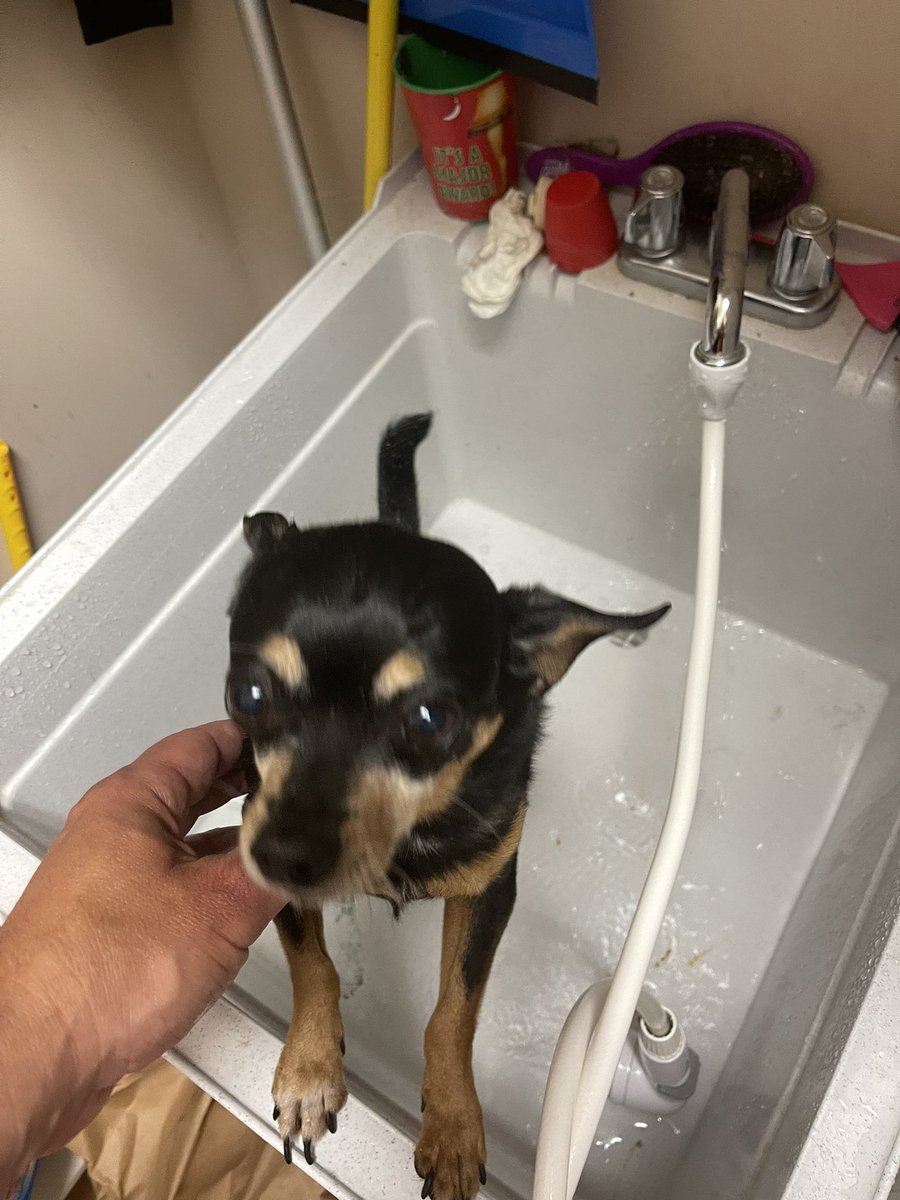 everydaymystic_'s tweet photo. Giving Sebby a bath after Max peed on him during our walk!

#dieseldads #sillydogs #DogsofTwittter #DogsAreLove https://t.co/x1D0NfTShm