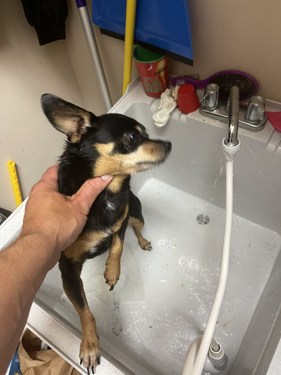 everydaymystic_'s tweet photo. Giving Sebby a bath after Max peed on him during our walk!

#dieseldads #sillydogs #DogsofTwittter #DogsAreLove https://t.co/x1D0NfTShm