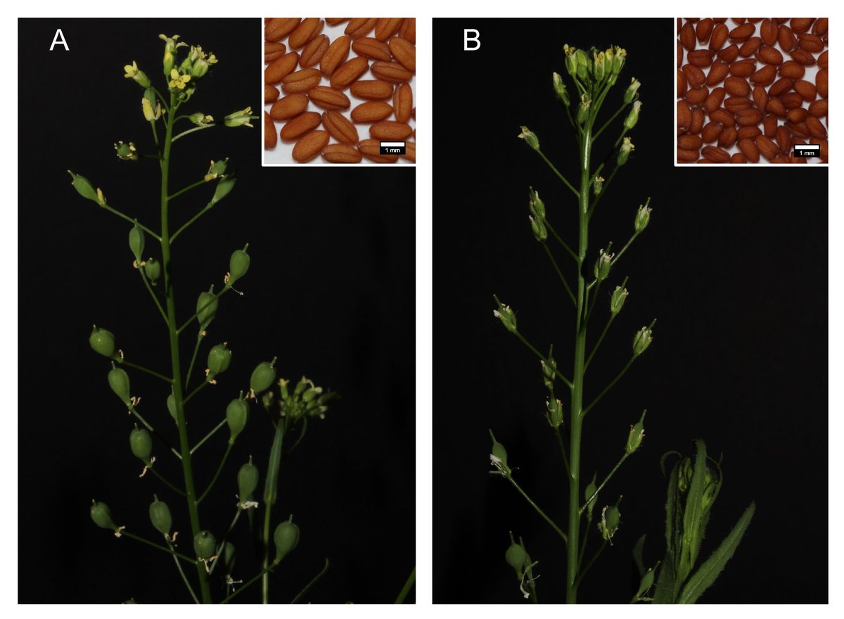 Botanical_'s tweet photo. Domestication origin of an ancient #oilseed crop with emerging #biofuel applications (new #AJB research by Jordan Brock, Melissa Ritchey &amp; Kenneth Olsen) https://t.co/HFzAR2bczD #botany #genetics #Brassicaceae @wileyplantsci https://t.co/IiCdRkjcYm