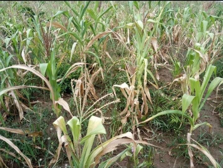 Crop failure, insecurity and poor climatic conditions are partly responsible for the current famine in Karamoja