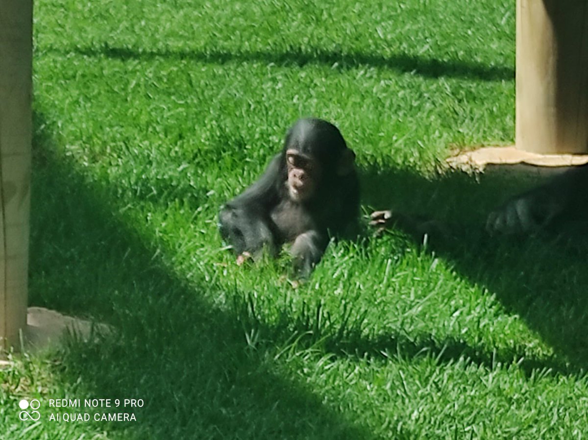 Yıllar önce kısa bir süre barınakta  tutulurken çekilmiş bir resim. Aşağıdaki resimler ise şu anki durumları. Yani son derece iyi ve mutlu görünüyorlar. (Hayvanat bahçeleri beni hep burmuş, hüzünlendirmiş olsa da…)