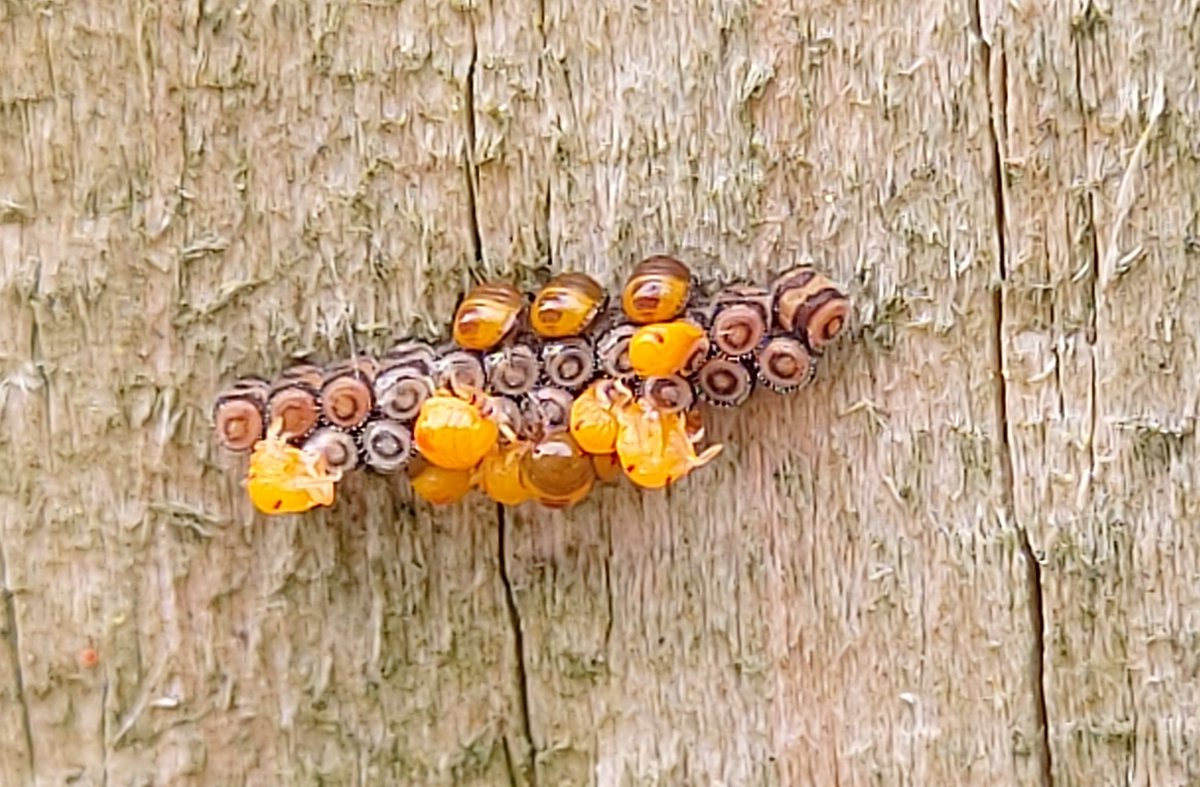 mandy_forde's tweet photo. 8 days later we have #Sheildbug hatchlings just starting to appear now....... https://t.co/vJtFiM8N9c