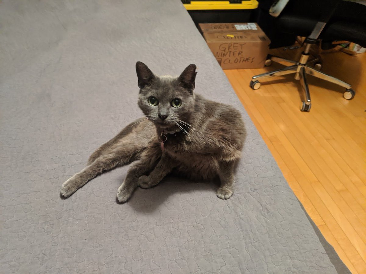 Slyconrad_'s tweet photo. shes joining the stars today, i will miss her dearly. i love you toothless. https://t.co/lEA8nlu34s
