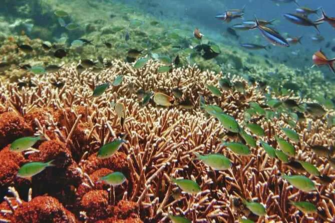 AlexB_S's tweet photo. @AXA Climate protège la barrière de corail https://t.co/0MUl7FB3OQ
#ecology #ocean https://t.co/p8WgWWxEai