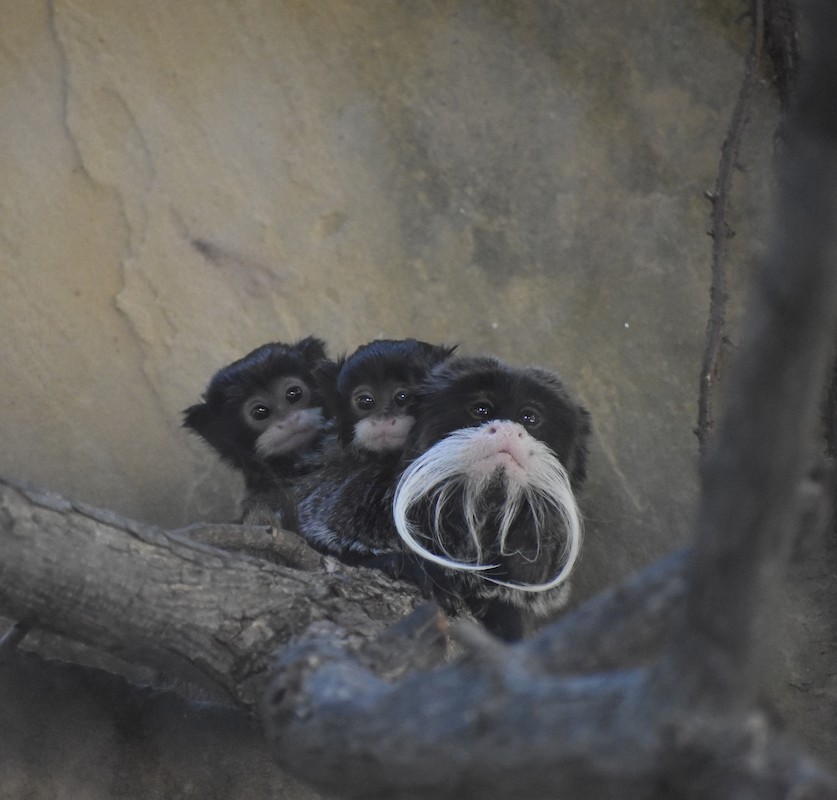 We're thrilled to share the names of our emperor tamarin twins - Chico and Ilsa. They spent extra time with the animal care team these last few weeks, as they needed supplemental feedings. Thankfully, reintroductions to mom &amp; dad went smoothly, and the tamarin family is thriving!