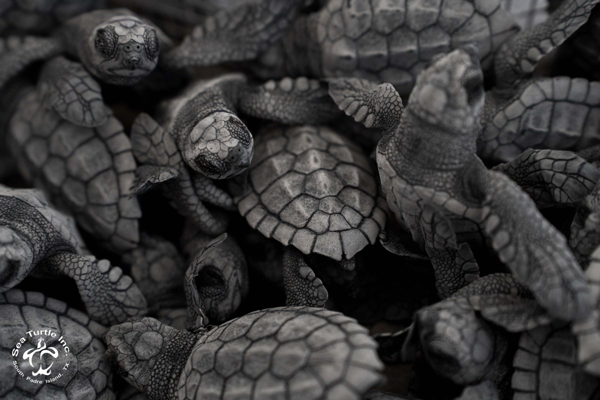 When sea turtles hatch from a nest, it is called a boil. This is because the turtles come out of the sand so quickly, and in such a large number, it looks like the sand is boiling. How many hatchlings can you count in this photo? 👀🕵️‍♂️#seaturtle #conservation #turtletuesday