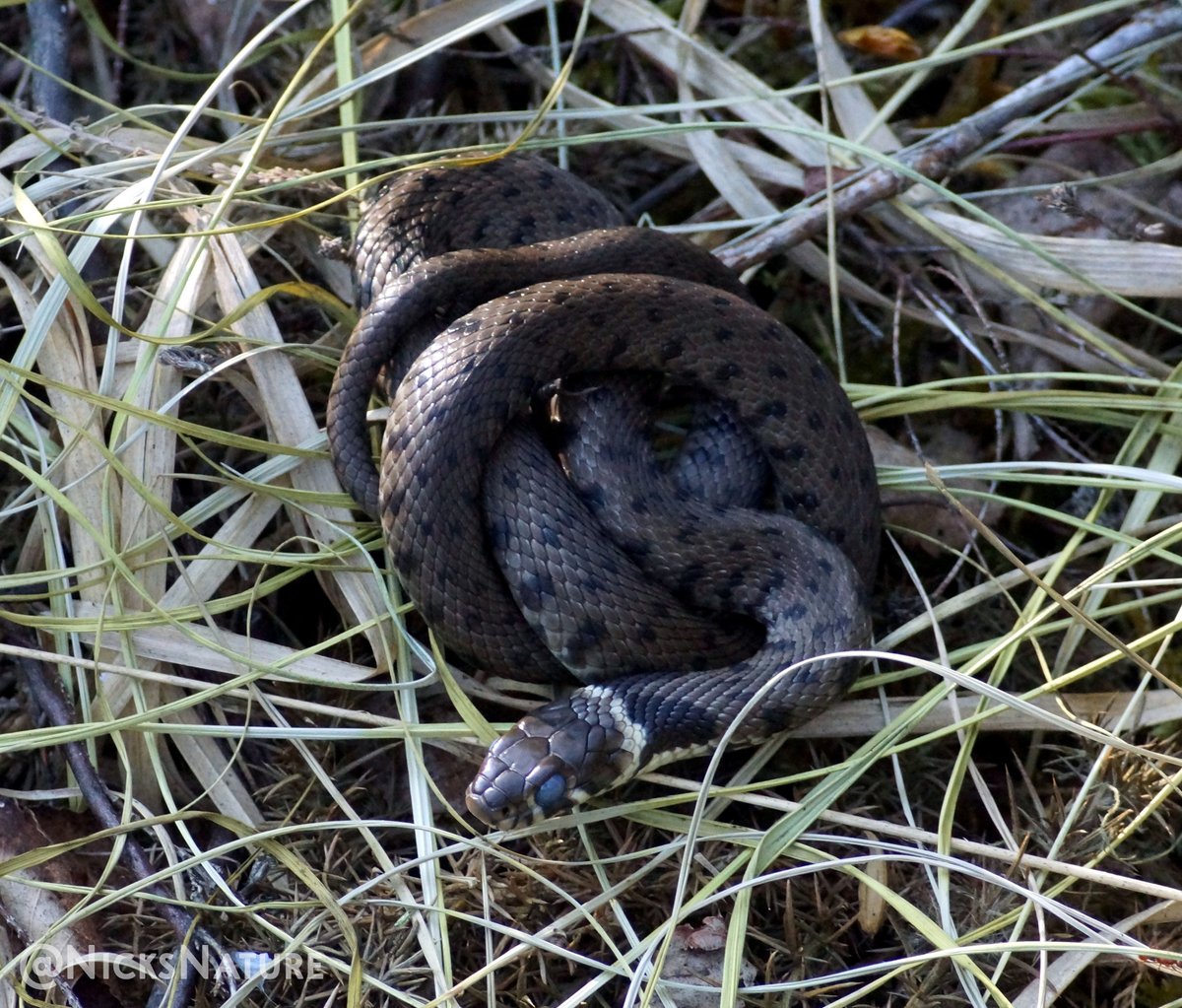 NicksNature's tweet photo. A Grass Snake in Dorset. 
#TwitterNatureCommunity #snakephotography #reptile #NaturePhotography https://t.co/316RFdTnjX