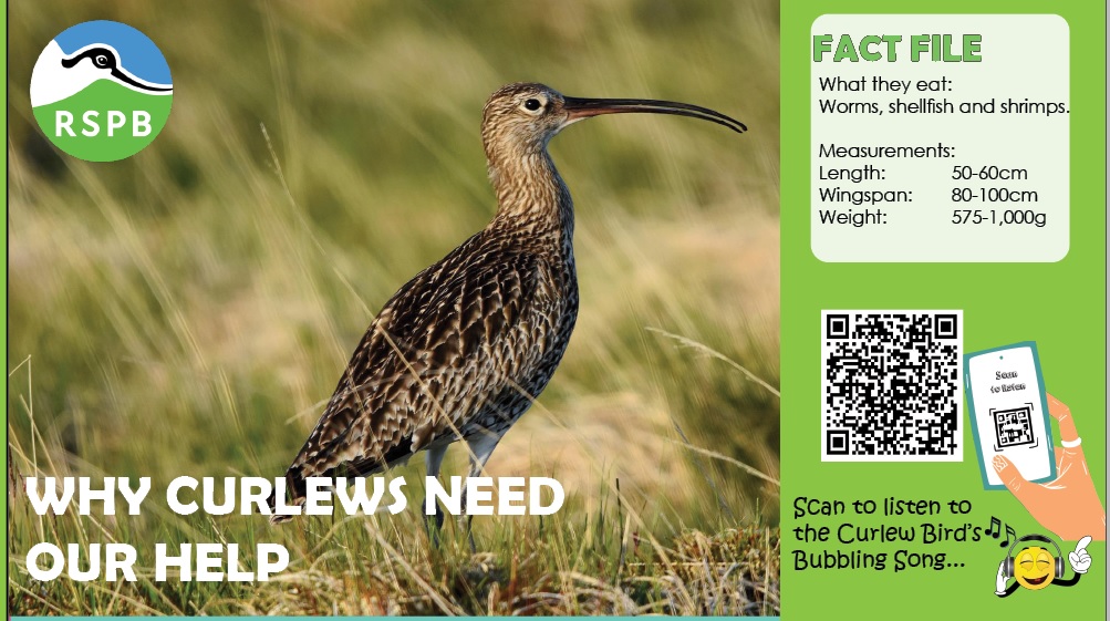 👉Sneak peak at one of our featured articles in the upcoming issue of My Mini Garden Magazine🐦- learn about the endangered Curlew bird and how the RSPB is helping Curlew and other endangered species. A big thanks to  for sharing @RSPBnews @natures_voice