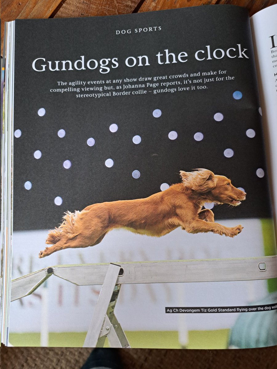 Maakt niet uit wat je doet als je maar iets met je hond doet! Jachthonden steeds vaker, succesvol, ingezet tijdens behendigheidswedstrijden #GundogJournal #Agility #Gundog
